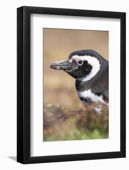 Magellanic Penguin, Portrait at Burrow. Falkland Islands-Martin Zwick-Framed Photographic Print
