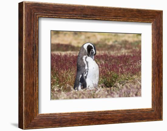 Magellanic Penguin, Portrait at Burrow. Falkland Islands-Martin Zwick-Framed Photographic Print