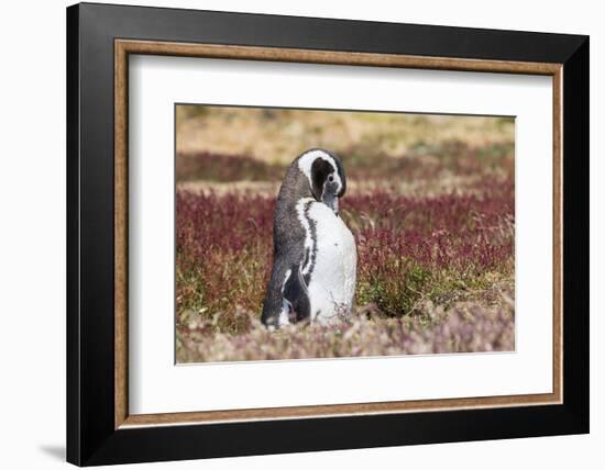 Magellanic Penguin, Portrait at Burrow. Falkland Islands-Martin Zwick-Framed Photographic Print