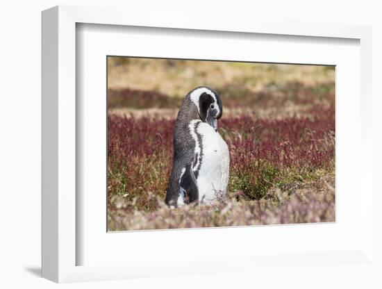 Magellanic Penguin, Portrait at Burrow. Falkland Islands-Martin Zwick-Framed Photographic Print