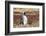 Magellanic Penguin, Portrait at Burrow. Falkland Islands-Martin Zwick-Framed Photographic Print