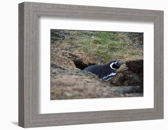 Magellanic penguin, Spheniscus magellanicus, at the entrance of its burrow.-Sergio Pitamitz-Framed Photographic Print
