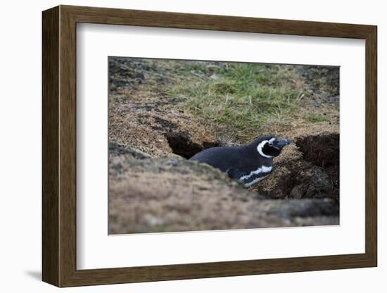 Magellanic penguin, Spheniscus magellanicus, at the entrance of its burrow.-Sergio Pitamitz-Framed Photographic Print