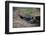 Magellanic penguin, Spheniscus magellanicus, at the entrance of its burrow.-Sergio Pitamitz-Framed Photographic Print