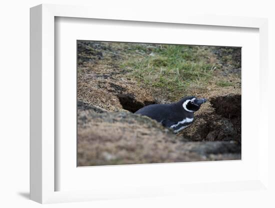 Magellanic penguin, Spheniscus magellanicus, at the entrance of its burrow.-Sergio Pitamitz-Framed Photographic Print