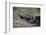 Magellanic penguin, Spheniscus magellanicus, at the entrance of its burrow.-Sergio Pitamitz-Framed Photographic Print