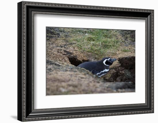 Magellanic penguin, Spheniscus magellanicus, at the entrance of its burrow.-Sergio Pitamitz-Framed Photographic Print