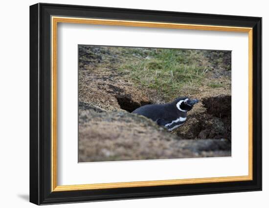 Magellanic penguin, Spheniscus magellanicus, at the entrance of its burrow.-Sergio Pitamitz-Framed Photographic Print