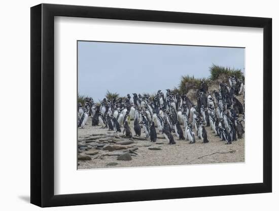 Magellanic penguin (Spheniscus magellanicus) colony, Carcass Island, West Falklands, Falkland Islan-Michael Runkel-Framed Photographic Print