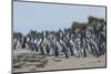 Magellanic penguin (Spheniscus magellanicus) colony, Carcass Island, West Falklands, Falkland Islan-Michael Runkel-Mounted Photographic Print