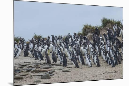 Magellanic penguin (Spheniscus magellanicus) colony, Carcass Island, West Falklands, Falkland Islan-Michael Runkel-Mounted Photographic Print