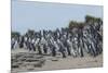 Magellanic penguin (Spheniscus magellanicus) colony, Carcass Island, West Falklands, Falkland Islan-Michael Runkel-Mounted Photographic Print