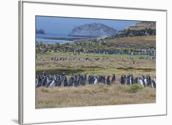 Magellanic penguin (Spheniscus magellanicus) colony, Carcass Island, West Falklands, Falkland Islan-Michael Runkel-Framed Photographic Print