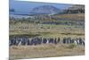 Magellanic penguin (Spheniscus magellanicus) colony, Carcass Island, West Falklands, Falkland Islan-Michael Runkel-Mounted Photographic Print