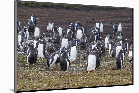 Magellanic penguin (Spheniscus magellanicus) colony, Carcass Island, West Falklands, Falkland Islan-Michael Runkel-Mounted Photographic Print