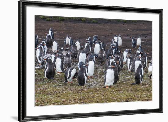 Magellanic penguin (Spheniscus magellanicus) colony, Carcass Island, West Falklands, Falkland Islan-Michael Runkel-Framed Photographic Print