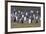 Magellanic penguin (Spheniscus magellanicus) colony, Carcass Island, West Falklands, Falkland Islan-Michael Runkel-Framed Photographic Print