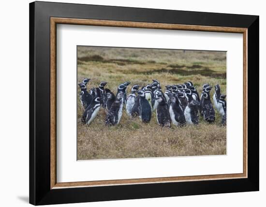 Magellanic penguin (Spheniscus magellanicus) colony, Carcass Island, West Falklands, Falkland Islan-Michael Runkel-Framed Photographic Print