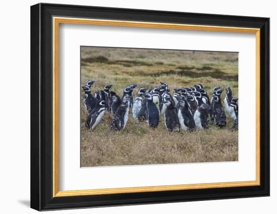 Magellanic penguin (Spheniscus magellanicus) colony, Carcass Island, West Falklands, Falkland Islan-Michael Runkel-Framed Photographic Print