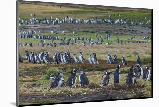 Magellanic penguin (Spheniscus magellanicus) colony, Carcass Island, West Falklands, Falkland Islan-Michael Runkel-Mounted Photographic Print