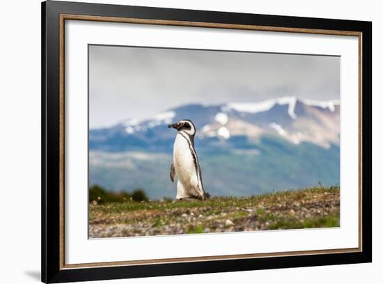 Magellanic Penguin with Mountainous Background-James White-Framed Photographic Print