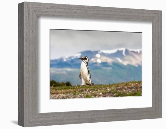 Magellanic Penguin with Mountainous Background-James White-Framed Photographic Print