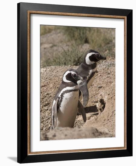 Magellanic Penguins, Punta Cantor, Valdes Peninsula, Patagonia, Argentina, South America-Robert Harding-Framed Photographic Print