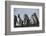 Magellanic penguins, Spheniscus magellanicus, on a water pond.-Sergio Pitamitz-Framed Photographic Print