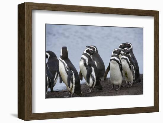 Magellanic penguins, Spheniscus magellanicus, on a water pond.-Sergio Pitamitz-Framed Photographic Print