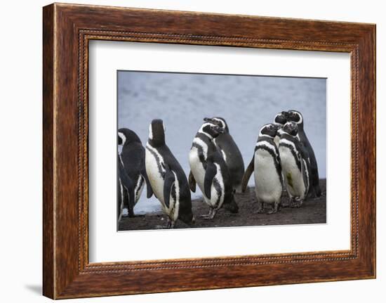 Magellanic penguins, Spheniscus magellanicus, on a water pond.-Sergio Pitamitz-Framed Photographic Print