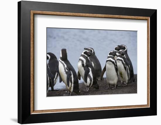 Magellanic penguins, Spheniscus magellanicus, on a water pond.-Sergio Pitamitz-Framed Photographic Print