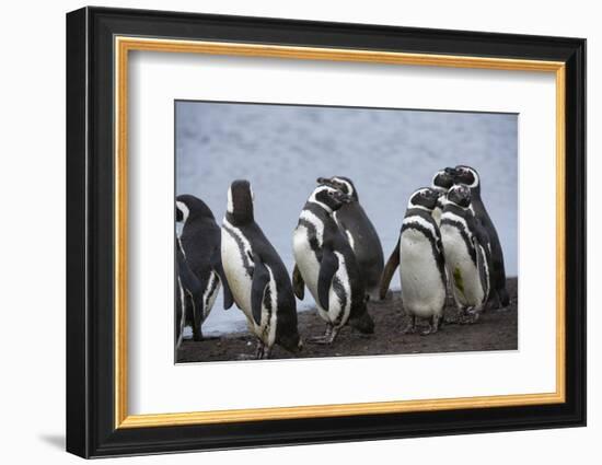 Magellanic penguins, Spheniscus magellanicus, on a water pond.-Sergio Pitamitz-Framed Photographic Print