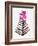 Magenta Black Orchid Bloom-Cat Coquillette-Framed Giclee Print