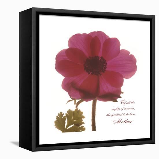 Magenta Magnolia-Albert Koetsier-Framed Stretched Canvas