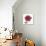 Magenta Magnolia-Albert Koetsier-Premium Giclee Print displayed on a wall