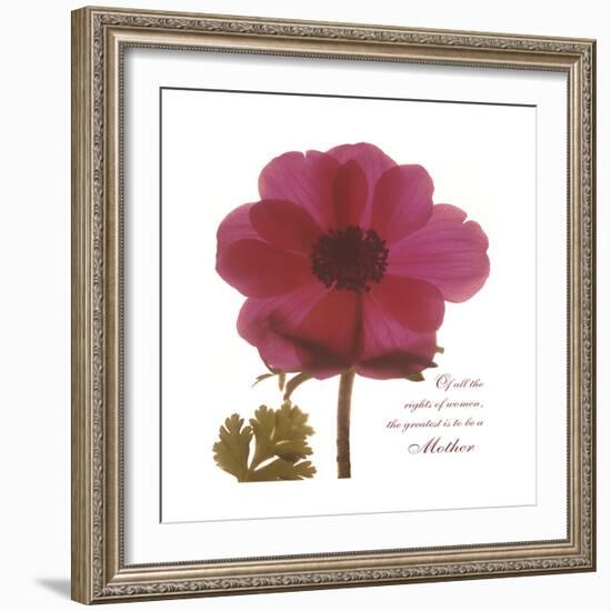 Magenta Magnolia-Albert Koetsier-Framed Premium Giclee Print