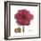 Magenta Magnolia-Albert Koetsier-Framed Premium Giclee Print