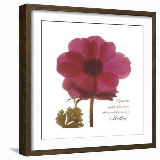 Magenta Magnolia-Albert Koetsier-Framed Premium Giclee Print