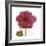 Magenta Magnolia-Albert Koetsier-Framed Premium Giclee Print