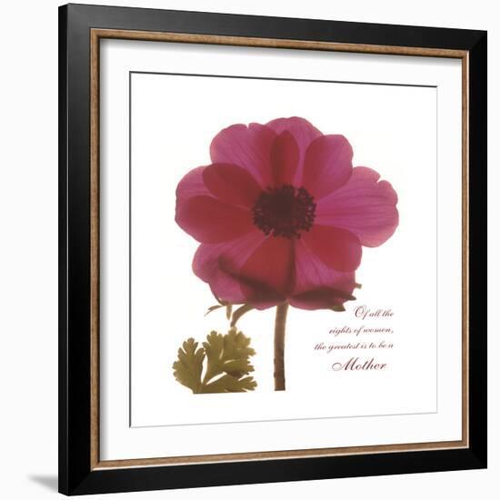Magenta Magnolia-Albert Koetsier-Framed Premium Giclee Print