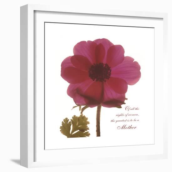 Magenta Magnolia-Albert Koetsier-Framed Premium Giclee Print