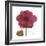 Magenta Magnolia-Albert Koetsier-Framed Premium Giclee Print