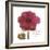 Magenta Magnolia-Albert Koetsier-Framed Premium Giclee Print