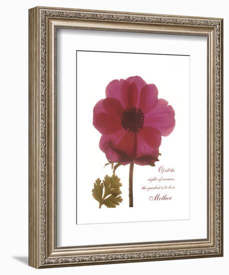 Magenta Magnolia-Albert Koetsier-Framed Premium Giclee Print