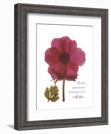 Magenta Magnolia-Albert Koetsier-Framed Premium Giclee Print