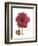 Magenta Magnolia-Albert Koetsier-Framed Premium Giclee Print