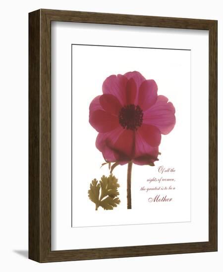 Magenta Magnolia-Albert Koetsier-Framed Premium Giclee Print