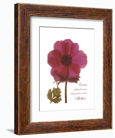 Magenta Magnolia-Albert Koetsier-Framed Premium Giclee Print