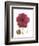 Magenta Magnolia-Albert Koetsier-Framed Premium Giclee Print