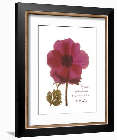 Magenta Magnolia-Albert Koetsier-Framed Premium Giclee Print